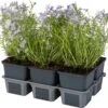 Kruipphlox (Phlox Subulata 'Cushion Blue') Sixpack D 9 H 15 Cm -Tuin Planten Winkel 8718969220590