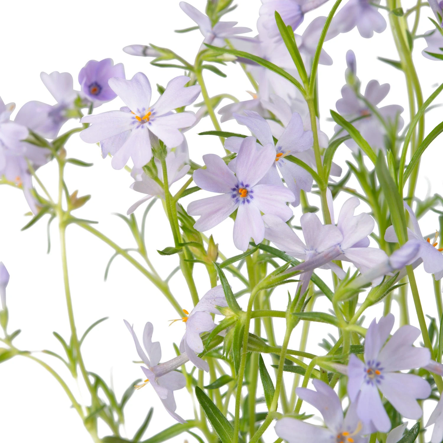 Kruipphlox (Phlox Subulata 'Cushion Blue') Sixpack D 9 H 15 Cm 4 Kruipphlox (Phlox Subulata 'Cushion Blue') Sixpack D 9 H 15 Cm - Afbeelding 2