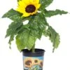 Zonnebloem (Helianthus Sunfinity 'Yellow Dark Center') D 23 H 55 Cm -Tuin Planten Winkel 8719322410030