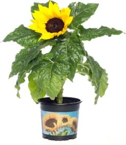 Zonnebloem (Helianthus Sunfinity 'Yellow Dark Center') D 23 H 55 Cm