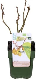 Kiwi (Actinidia Deliciosa 'Jenny') D 19 H 50 Cm
