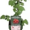 Japanse Wijnbes (Rubus Phoenicolasius) D 19 H 50 Cm -Tuin Planten Winkel 8719474810542 1