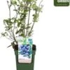 Blauwe Bes (Vaccinium Corymbosum 'Blue Dessert') D 19 H 50 Cm -Tuin Planten Winkel 8719474810603 1