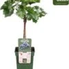 Biologische Blauwe Druif (Vitis 'Muscat Blue') D 19 H 50 Cm 1 Biologische Blauwe Druif (Vitis 'Muscat Blue') D 19 H 50 Cm -Tuin Planten Winkel 8719474810689 0 1