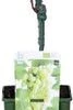 Witte Druif (Vitis 'Phoenix') D 19 H 50 Cm 1 Witte Druif (Vitis 'Phoenix') D 19 H 50 Cm -Tuin Planten Winkel 8719474810733 1