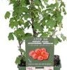 Intratuin Biologische Rode Bes (Ribes Rubrum 'Jonkheer Van Tets') D 19 H 50 Cm -Tuin Planten Winkel 8719474814984