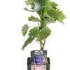 Blauwe Druif (Vitis 'Boskoop Glory') D 13 H 45 Cm 1 Blauwe Druif (Vitis 'Boskoop Glory') D 13 H 45 Cm -Tuin Planten Winkel 8719474818999 1
