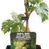 Biologische Witte Druif (Vitis 'Johanniter') D 13 H 45 Cm -Tuin Planten Winkel 8719474819002 1