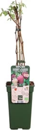 Herfstframboos (Rubus Idaeus 'Naschmich') D 19 H 50 Cm