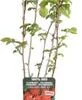 Framboos (Rubus Idaeus 'Summer Chef') D 19 H 50 Cm -Tuin Planten Winkel 8719474819934 1