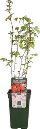 Framboos (Rubus Idaeus 'Summer Chef') D 19 H 50 Cm