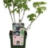 Intratuin Biologische Zwarte Bes (Ribes 'Black Bells') D 19 H 50 Cm 1 Intratuin Biologische Zwarte Bes (Ribes 'Black Bells') D 19 H 50 Cm -Tuin Planten Winkel 8719474819941