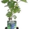 Biologische Blauwe Druif (Vitis Vin. 'Dornfelder') D 19 H 50 Cm -Tuin Planten Winkel 8719474819996 0