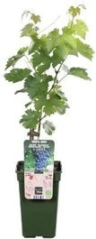 Biologische Blauwe Druif (Vitis Vin. 'Dornfelder') D 19 H 50 Cm