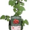 Japanse Wijnbes (Rubus Phoenicolasius) D 13 H 45 Cm -Tuin Planten Winkel 8719497267897 1