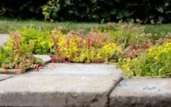 Sedumplus Sedumtegel 30 X 30 Cm -Tuin Planten Winkel 8719558411467 6