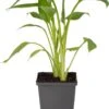 Moeras Aronskelk (Zantedeschia Aethiopica 'Pink') D 9 H 20 Cm -Tuin Planten Winkel 8719743710764