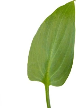 Moeras Aronskelk (Zantedeschia Aethiopica 'Pink') D 9 H 20 Cm -Tuin Planten Winkel 8719743710764 2