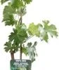 Witte Druif (Vitis Vinifera 'Müller-Thurgau') D 19 H 50 Cm -Tuin Planten Winkel 8720143930003 1