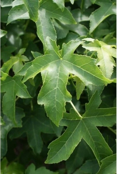 Amberboom (Liquidambar 'Gum Ball') H 240 Cm 3 Amberboom (Liquidambar 'Gum Ball') H 240 Cm