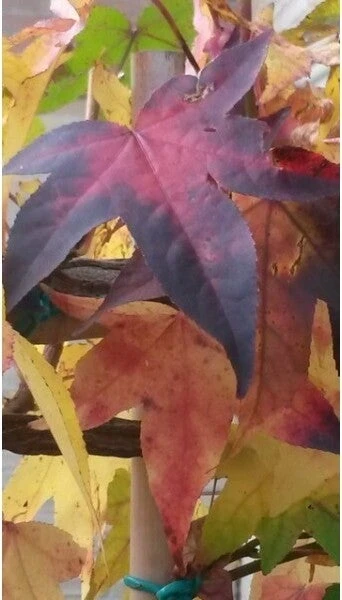 Amberboom (Liquidambar 'Gum Ball') H 240 Cm 4 Amberboom (Liquidambar 'Gum Ball') H 240 Cm - Afbeelding 2