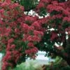 Rode Meidoorn (Crataegus Laevigata 'Paul's Scarlet') H 150 Cm -Tuin Planten Winkel 8720196050024 1