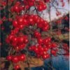 Sierappel (Malus 'Red Sentinel') H 240 Cm -Tuin Planten Winkel 8720196050079