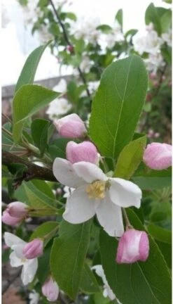 Sierappel (Malus 'Red Sentinel') H 240 Cm -Tuin Planten Winkel 8720196050079 2