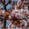 Rode Kerspruim (Prunus Cerasifera 'Nigra') H 160 M -Tuin Planten Winkel 8720196050086 1