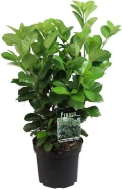 Laurierkers (Prunus Laurocerasus 'Rotundifolia') H 80 Cm
