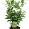 Laurierkers (Prunus Laurocerasus 'Novita') H 80 Cm 1 Laurierkers (Prunus Laurocerasus 'Novita') H 80 Cm -Tuin Planten Winkel 8720196050178 1