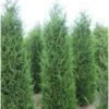 Haagconiveer (Cupressocyparis Leylandii) H 175 Cm 1 Haagconiveer (Cupressocyparis Leylandii) H 175 Cm -Tuin Planten Winkel 8720196050192