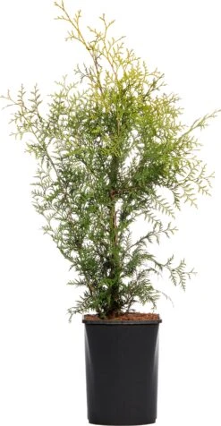 Levensboom (Thuja Occidentalis 'Brabant') H 150 Cm