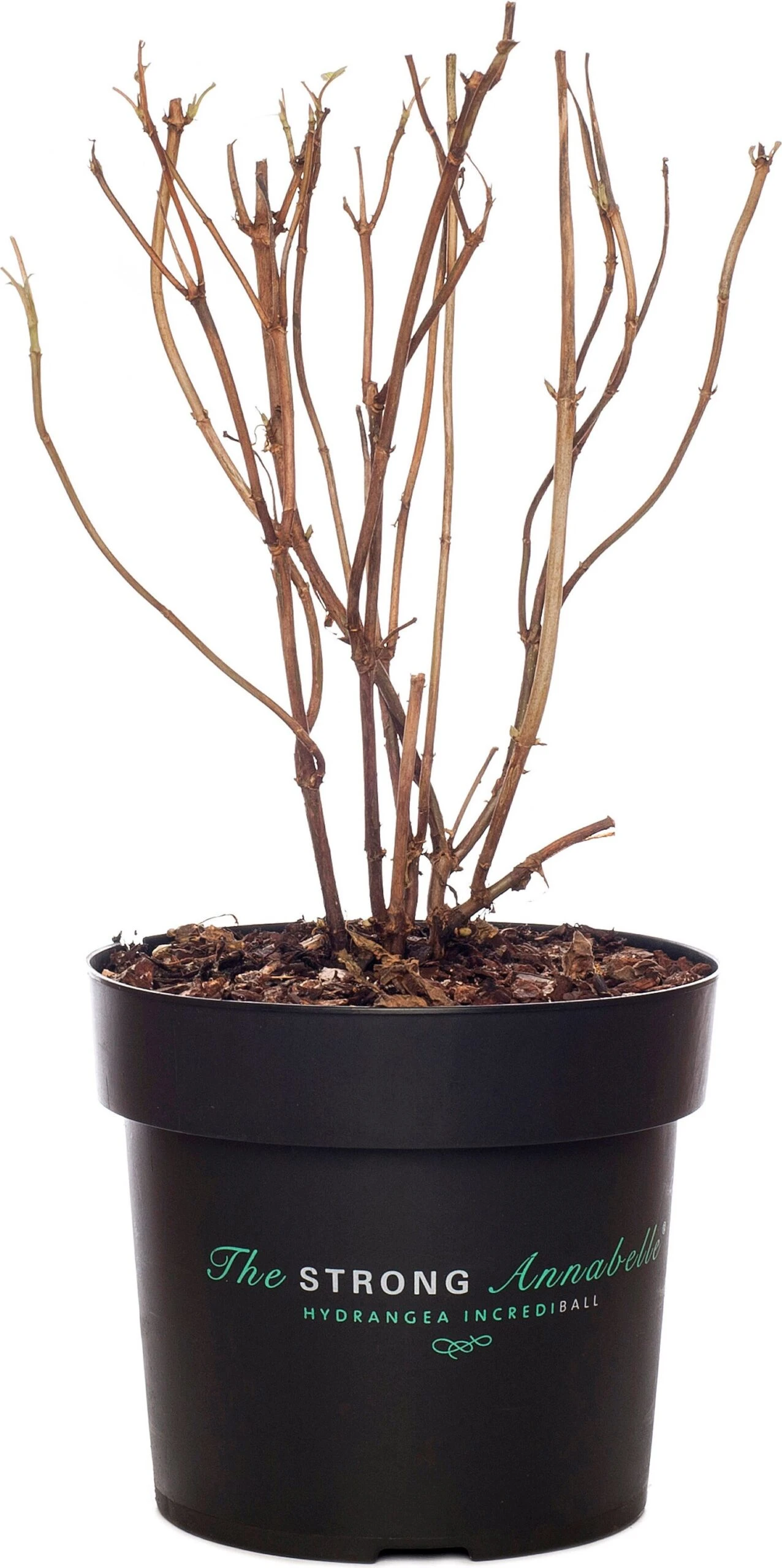 Bolhortensia (Hydrangea Arborescens 'Strong Annabelle') D 19 Cm 3 Bolhortensia (Hydrangea Arborescens 'Strong Annabelle') D 19 Cm