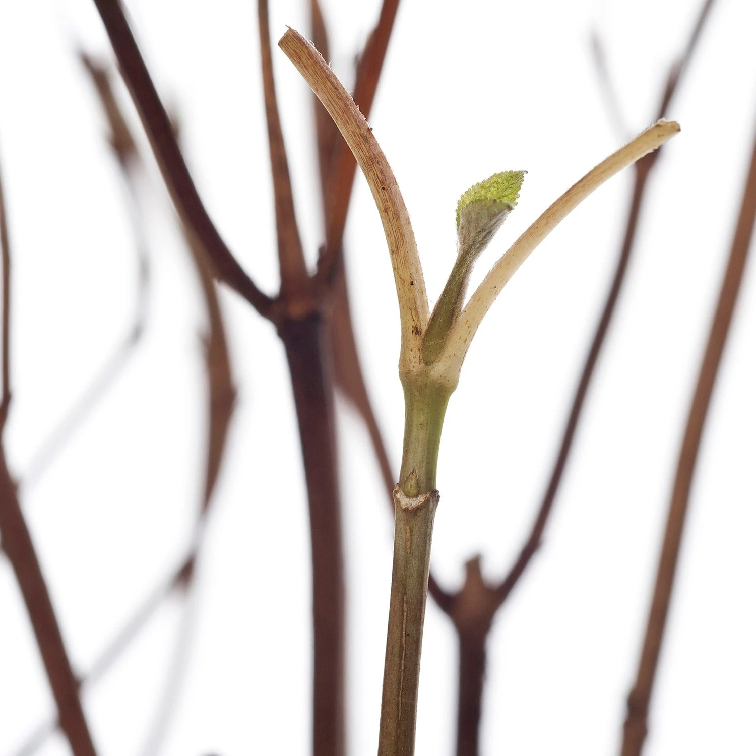 Bolhortensia (Hydrangea Arborescens 'Strong Annabelle') D 19 Cm 4 Bolhortensia (Hydrangea Arborescens 'Strong Annabelle') D 19 Cm - Afbeelding 2