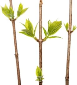 Pluimhortensia (Hydrangea Paniculata 'Limelight') D 23 H 40 Cm -Tuin Planten Winkel 8720196050222 2