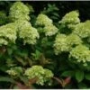 Pluimhortensia (Hydrangea Paniculata 'Limelight') D 19 H 25 Cm -Tuin Planten Winkel 8720196050239 1