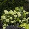 Pluimhortensia (Hydrangea Paniculata 'Little Lime') D 19 Cm 2 Pluimhortensia (Hydrangea Paniculata 'Little Lime') D 19 Cm -Tuin Planten Winkel 8720196050246 1