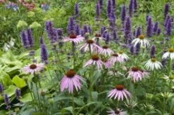 Intratuin Borderpakket Bloeiers Voor Bijen 27 Stuks