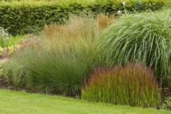 Intratuin Borderpakket Het Pluimen Bos 13 Stuks