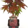 Japanse Esdoorn (Acer Palmatum 'Atropurpureum') H 40 Cm -Tuin Planten Winkel 8720196151479