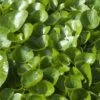 Mansoor (Asarum Europaeum) D 9 H 10 Cm -Tuin Planten Winkel 8720196151547 1
