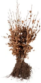 Haagbeuk Met Kale Wortel (Carpinus Betulus) H 175 Cm Vanaf 10 Stuks