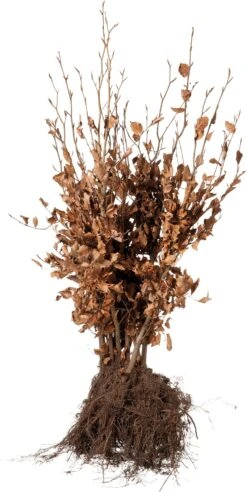 Rode Beukenhaag (Fagus Sylvatica 'Atropunicea') H 60-80 Cm Vanaf 10 Stuks