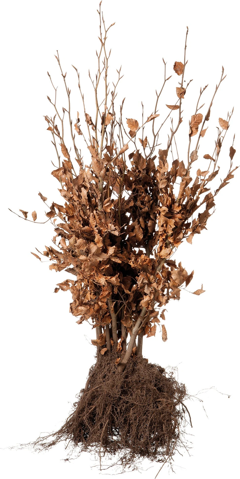 Rode Beukenhaag (Fagus Sylvatica 'Atropunicea') H 80-100 Cm Vanaf 10 Stuks 4 Rode Beukenhaag (Fagus Sylvatica 'Atropunicea') H 80-100 Cm Vanaf 10 Stuks - Afbeelding 2