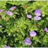 Ooievaarsbek (Geranium 'Rozanne') D 9 H 10 Cm -Tuin Planten Winkel 8720196153169 1