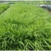 Japans Siergras (Hakonechloa Macra) D 9 H 10 Cm 1 Japans Siergras (Hakonechloa Macra) D 9 H 10 Cm -Tuin Planten Winkel 8720196153183 1