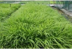 Japans Siergras (Hakonechloa Macra) D 9 H 10 Cm -Tuin Planten Winkel 8720196153183 1 1