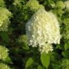Pluimhortensia (Hydrangea Paniculata 'Limelight'®) D 19 H 40 Cm