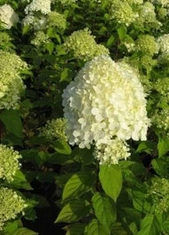 Pluimhortensia (Hydrangea Paniculata 'Limelight'®) D 19 H 40 Cm